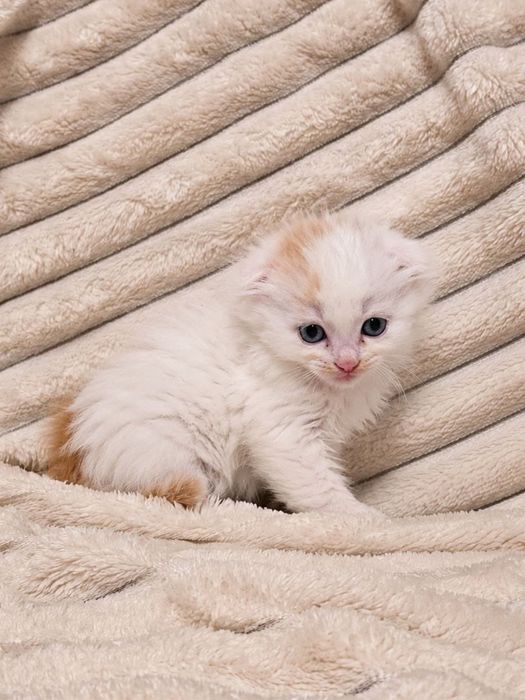 Котята вислоухие
