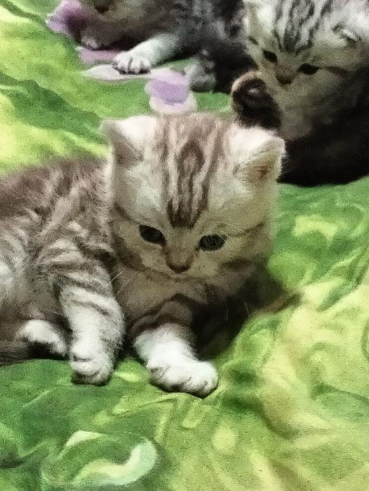 Продются котята шотландские