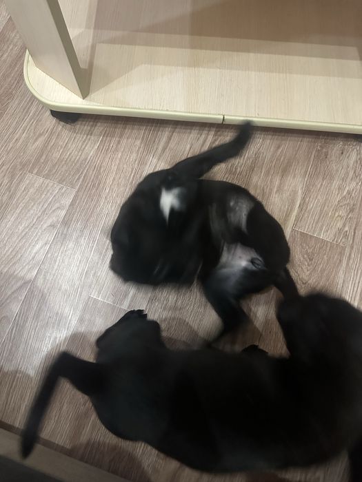 Продам шенков питбуля мальчик и девочка