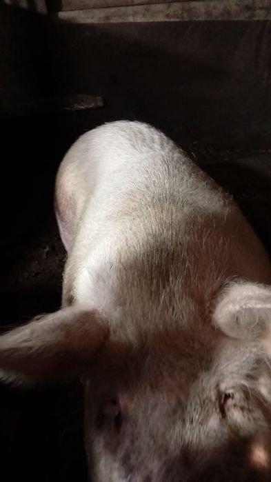 Свинина продам мясо