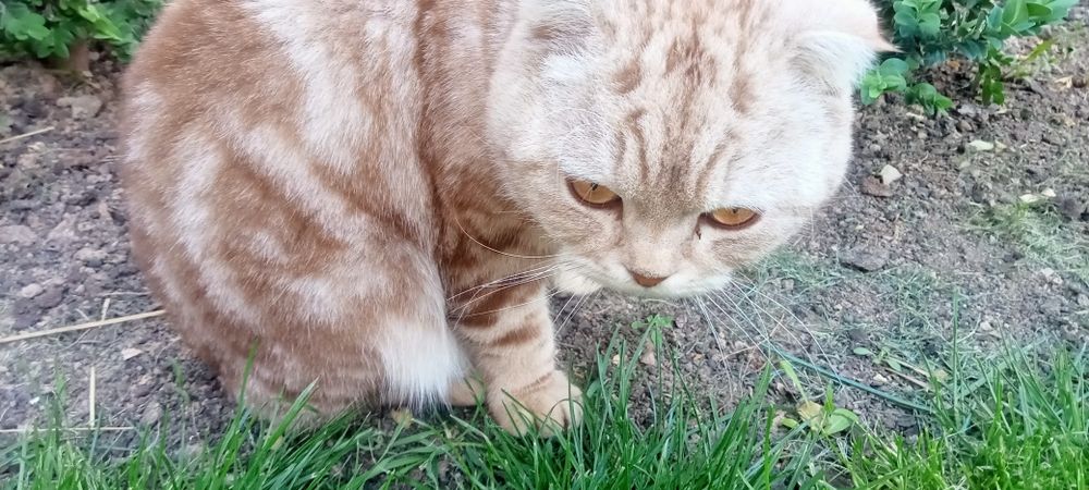 Scottish fold mushik sotiladi