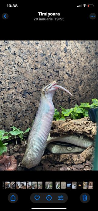 Sarpe piton regal femela