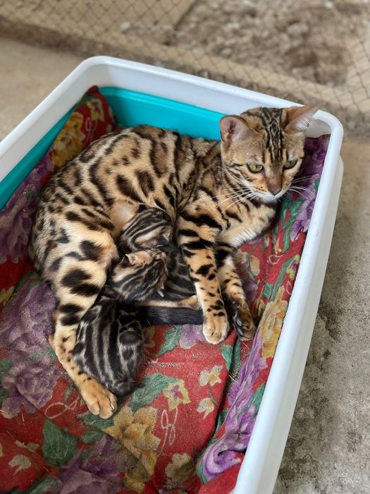 4та Бенгал мушиги сотилади