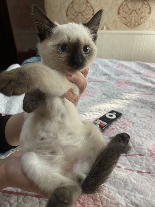Продается котёнок