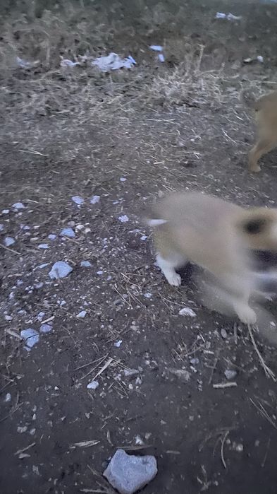 Отдам щенят в добрые руки