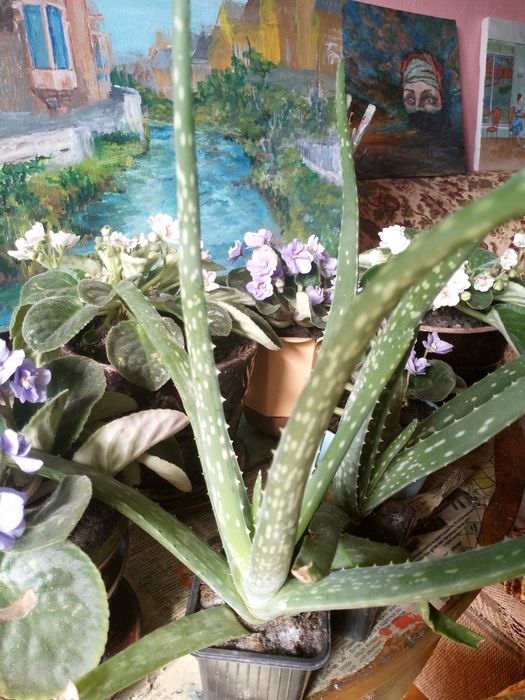 Алоэ Вера растение