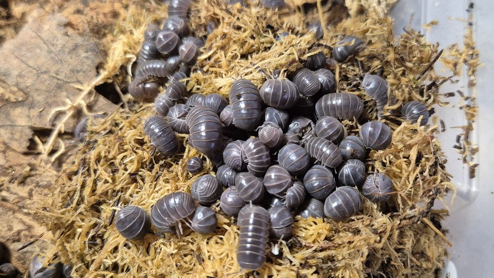 Izopode si miriapode