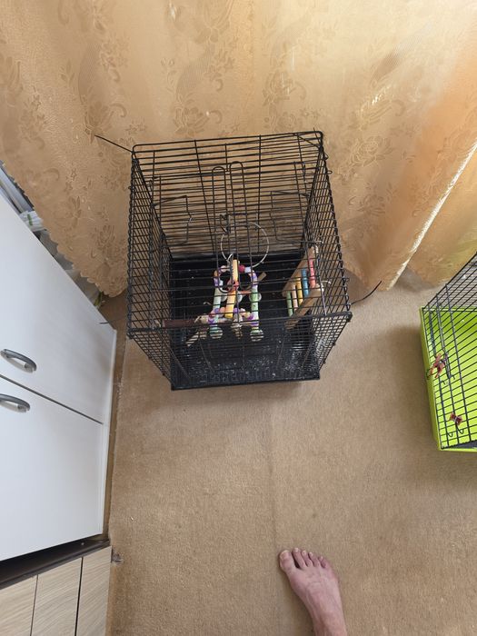 Colivie perusi sau alte pasari