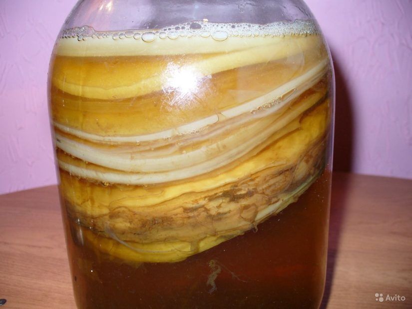 Чайный гриб (комбуча)