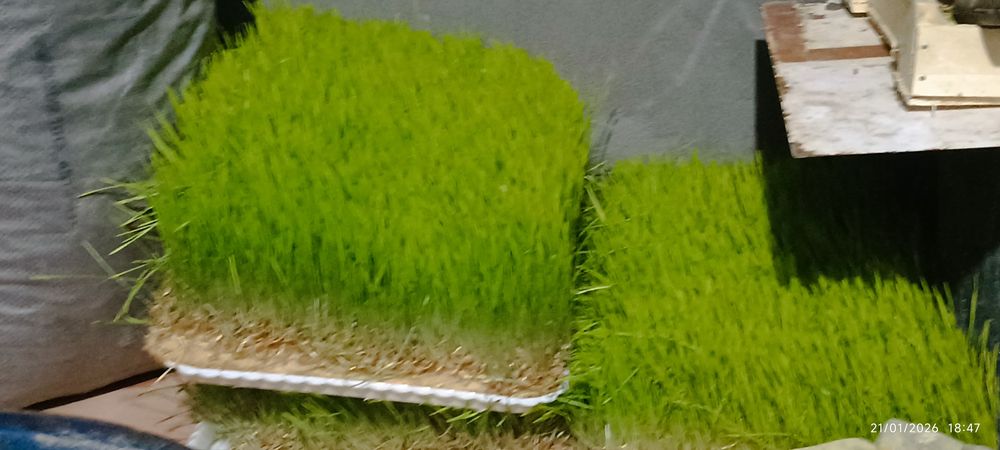 Gidroponika usulida óstirilgan / undirilgan bug'doy & arpa