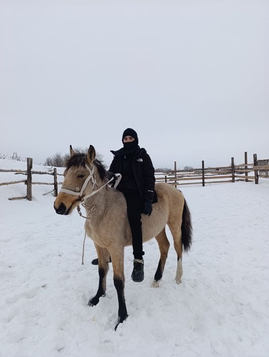 Продам жеребчика