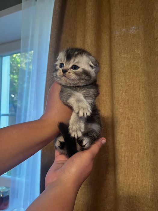 Продам котят скоттиш фолд
