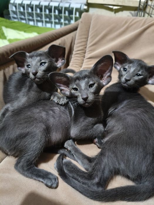 Ориентальные котята