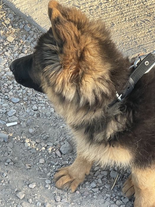 3. Oylik 200 $ kelishamiz oʻrgatilgan pasport bor emlangan muomosi yoq