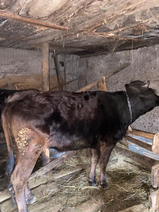 Продам коров……..