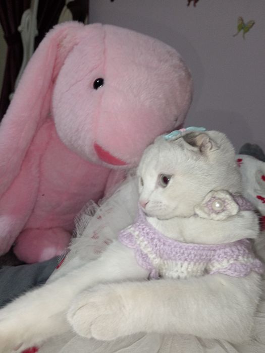 Вязка! Приглашаем кота красавчика.