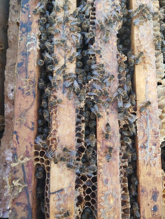 Vând familii de albine