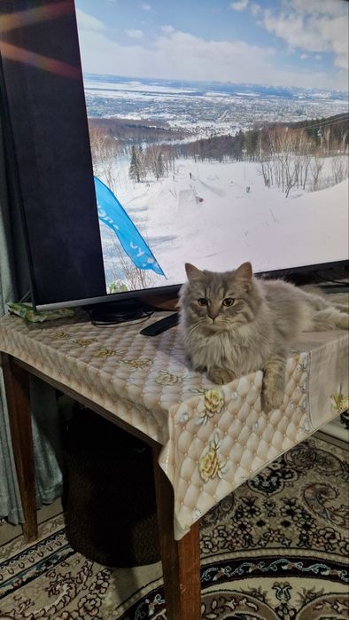 Сибирская порода.