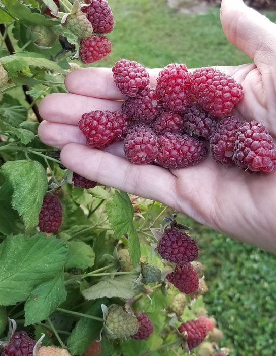 Разсад Логанбери налични 120 корена. Цена 1 корен - 3.50 лв (1.79  Евр