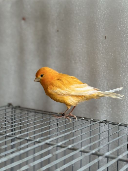 Канарейка самец поюший туретский привазной