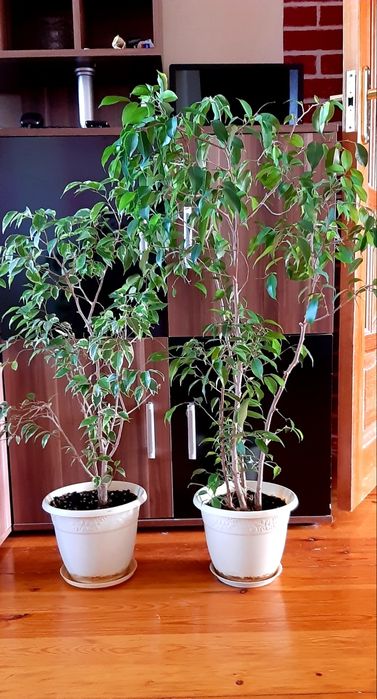 Продам комнатные цветы