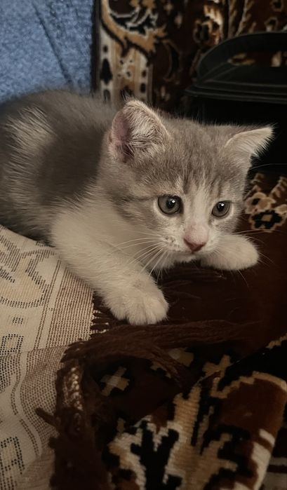 Продам котят в хорошие руки