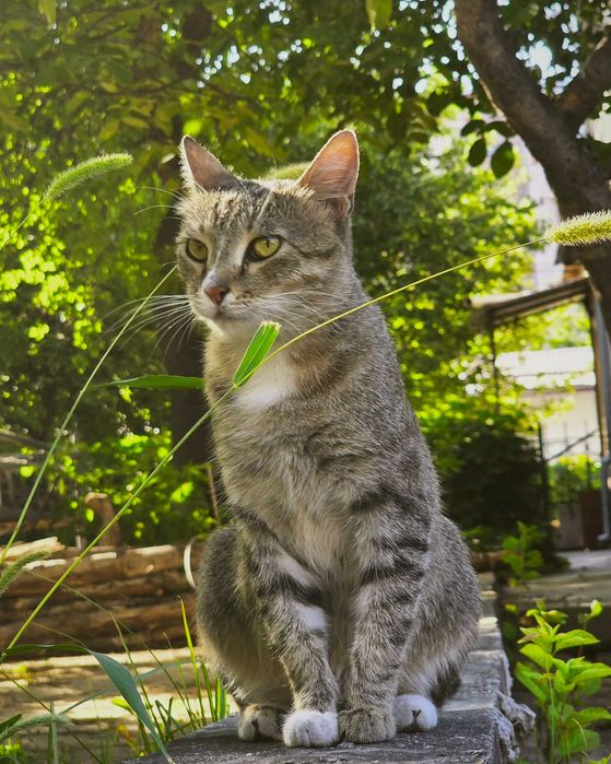 Кошечка ищет дом
