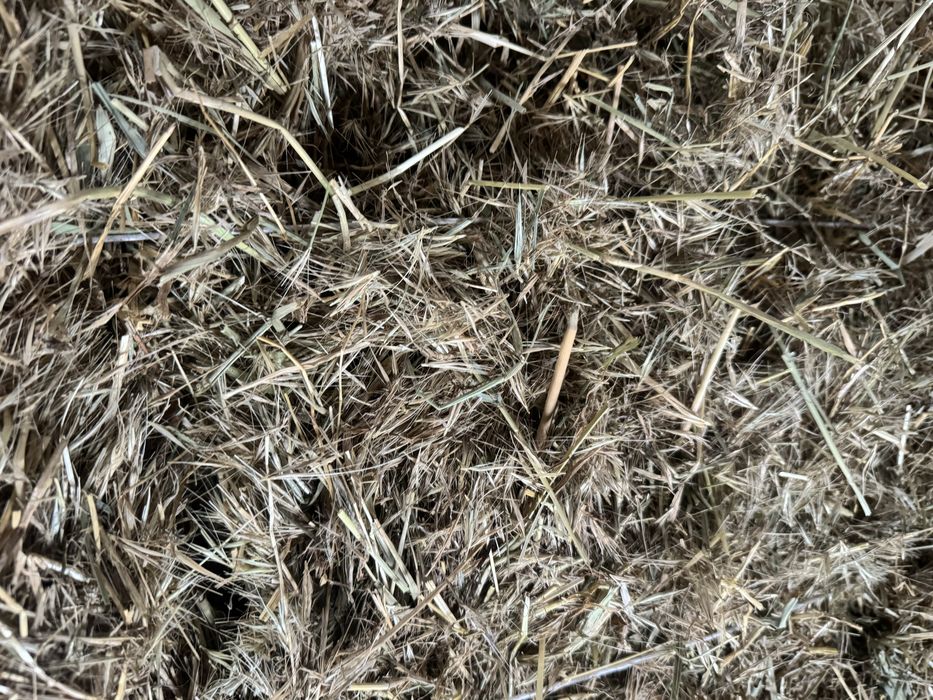 Биринши орак шоп бар