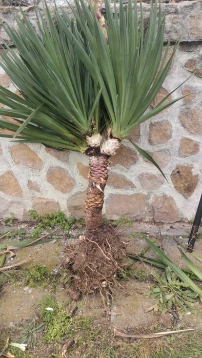 Палма юка външна студоустойчива