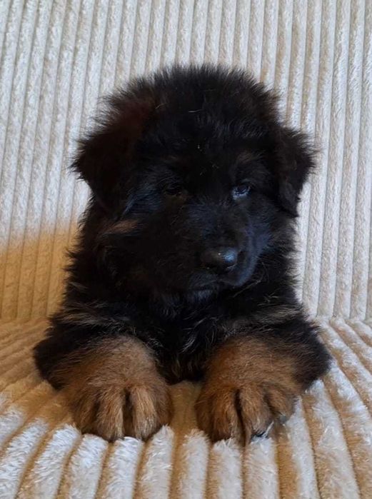 Ciobanesc  german mascul cu pedigree