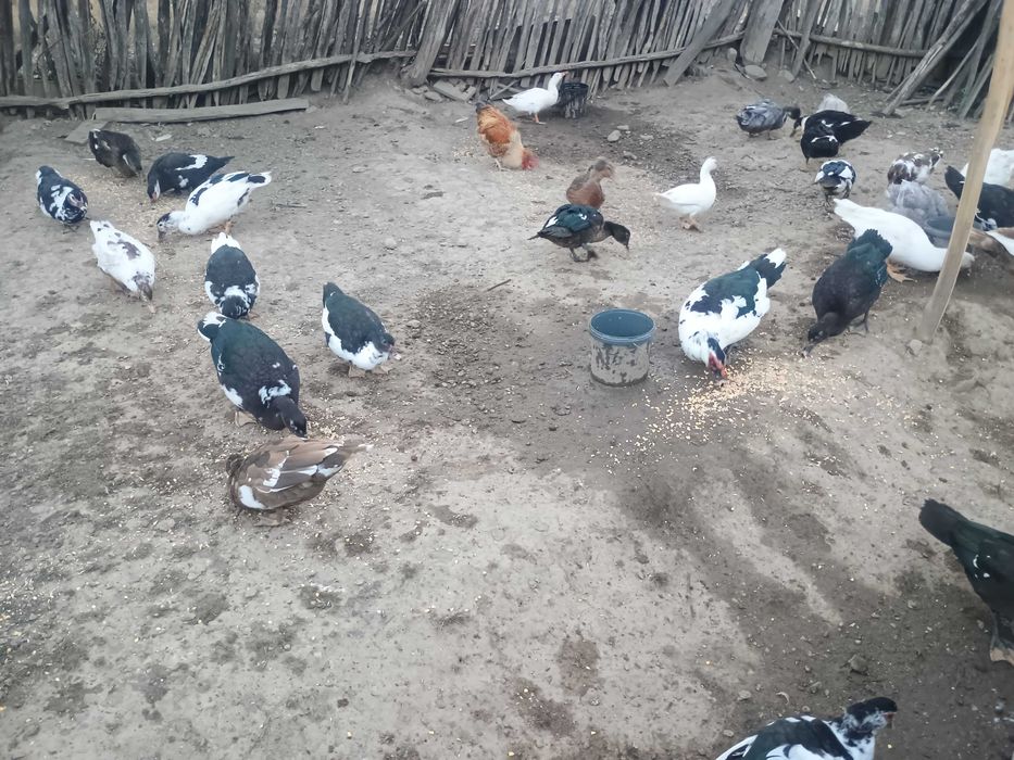 Rate mute și rate macaitoare