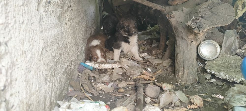 SOS. Щенки. Срочно ищем хозяина.