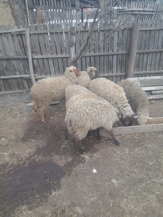 Vand carlani de anul trecut si doi iezi din toamna