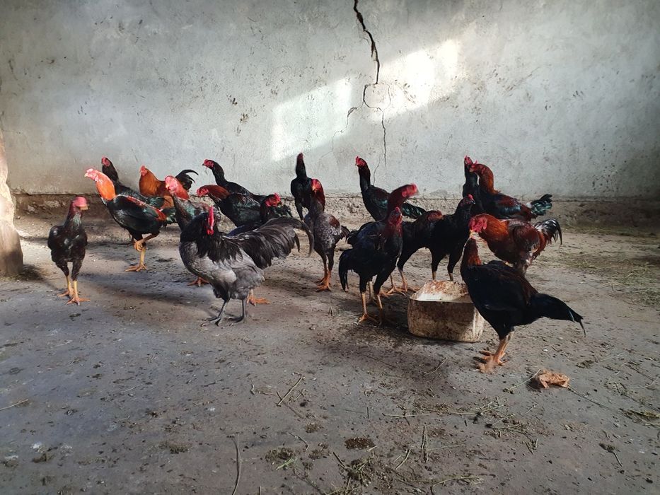 Gaini combatant malaezian