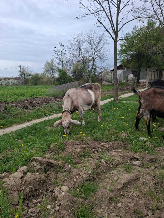 Vand o capra pt sacrificat