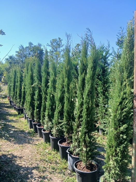 Cupressus toscana 2m 2m30