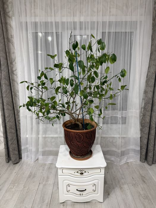 Продам лимонное дерево