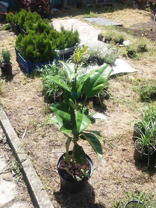 Магнолия Грандифлора - Вечно зелена