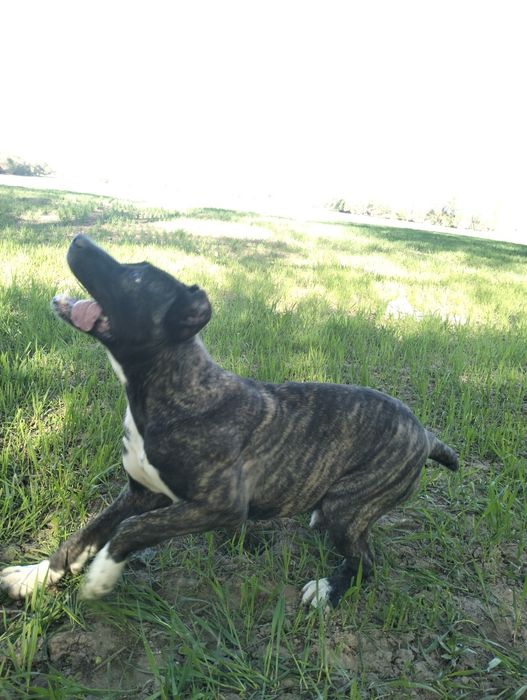 Статный Итальянский Кане-Корсо ( 9-мес) Мальчик