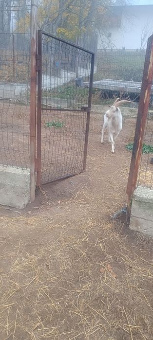 Țap sannen pentru monta