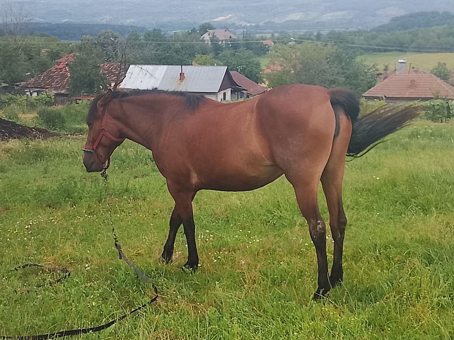 Vând mânză de 2 ani și 8 luni