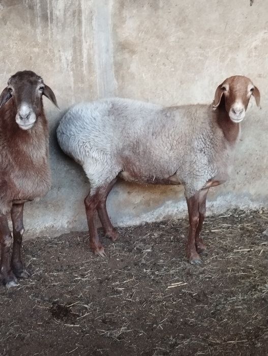 Sovliq la bugoz bolishi mumkin