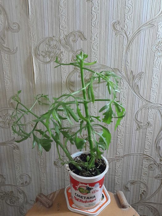 Комнатный цветок платицериум продам