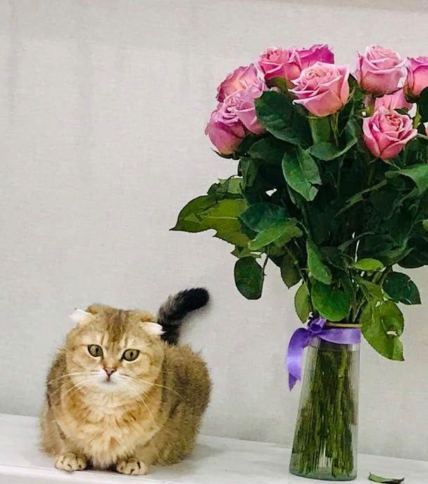 Золотая шиншилла