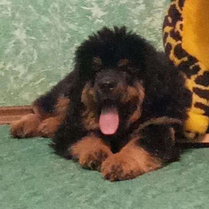 Щенки тибетский мастифа