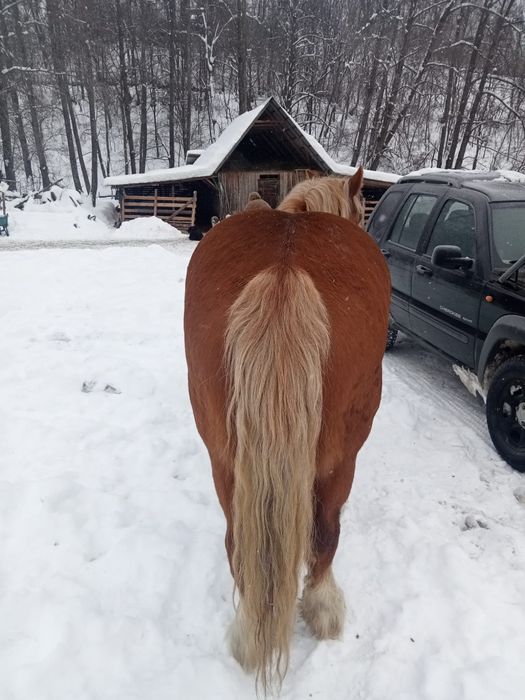Iapă bună de 5 ani