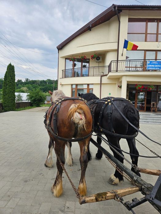 Vând mânză de doi ani