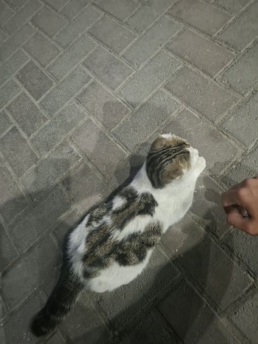 Кошка красивая .