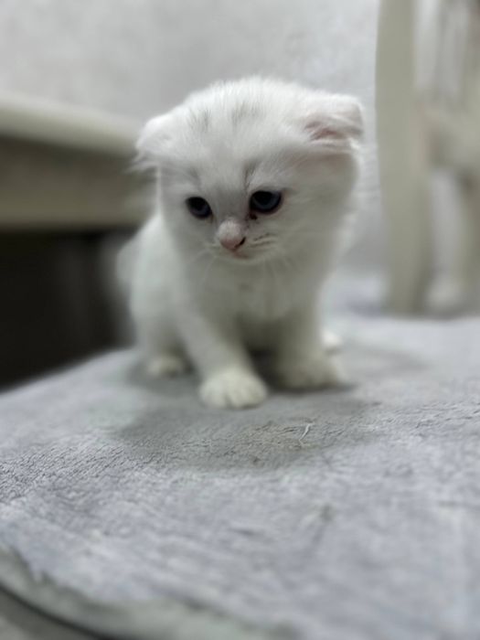 Продается котонек