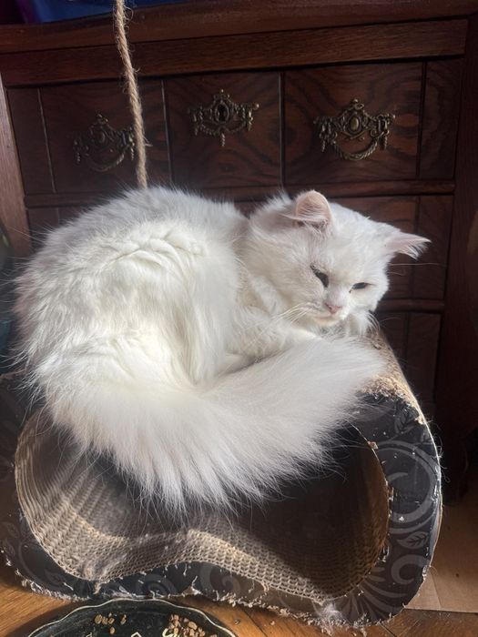 Породисти котета